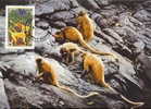 Bouthan : CM Carte Maximum Singe Primate Presbytis Geei Singe D'or Golden Langur Monkey Animal Danger WWF - Affen