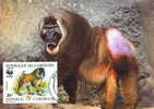 Cameroun : CM Carte Maximum Singe Primate Papio Leucophaeus Drill Mandrill Animal Danger WWF - Scimmie