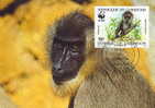 Cameroun : CM Carte Maximum Singe Primate Papio Leucophaeus Drill Mandrill Animal Danger WWF - Singes