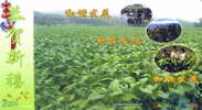 Chine : EP Entier Pub Tombola Voyagé Champs Tabac Tobacco Field Cigarette - Tabac
