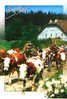 CARTE POSTALE DE FRANCHE COMTE - VACHES - Stiere