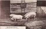BEAUVAL SOMME L CARTON BABY PHOSPHATE VETERINAIRE (GROUPE DE COCHONS BEAU PLAN) - Beauval
