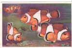 CP - MUSEE OCEANOGRAPHIQUE DE MONACO - CLOWN ORANGE - AMPHIPRION PERCULA - DOCUMENTS D'ART - J. RAMEL - Pesci E Crostacei