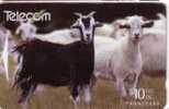 GOAT ( New Zealand ) Geiss - Ziege - Macho Cabrio - Cabra - Chevre - Capra - Caprone - Feral Goats - Nuova Zelanda