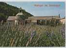 Comtat Venaissin  - Abbaye De Sénanque Dans Un Champs De Lavandes - Gordes