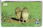 OWL  (  Brasil  ) Hibou Chouette Eule Buho Gufo Uil Owls Hibous Chouettes Bird Oiseau Rapace Birds Of Pray Raptors - Brazilië