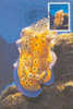 NOUVELLE-CALEDONIE : 1990 : Y.595 : Mx.Card : FAUNE MARINE,MARINE FAUNA,CHROMODORIS KUNIEI, - Andere & Zonder Classificatie