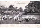 LA VIE AUX CHAMPS EN BOURGOGNE PATURAGE A ERVY - Ervy-le-Chatel