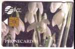 ORCHID  ( ACC England Rare Chip Card ) - Orchidée - Orchids - Flowers - Fleurs - Flower - Fleur - Autres & Non Classés