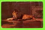 ANIMAUX - LION - JARDIN ZOOLOGIQUE DE GRANBY - CARTE CIRCULÉE EN 1987 - - Löwen