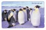 PENGUIN ( Japan Card )*** Pingouin - Manchot - Pinguin - Pingüino - Pinguino - Penguins - Pingouins - Polar - Polaire * - Pinguïns & Vetganzen