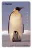 PENGUIN ( Japan Card )*** Pingouin - Manchot - Pinguin - Pingüino - Pinguino - Penguins - Pingouins - Polar - Polaire * - Pingouins & Manchots