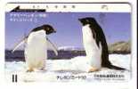 PENGUIN ( Japan Card )*** Pingouin - Manchot - Pinguin - Pingüino - Pinguino - Penguins - Pingouins - Polar - Polaire * - Pinguins