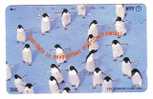 PENGUIN ( Japan Card )*** Pingouin - Manchot - Pinguin - Pingüino - Pinguino - Penguins - Pingouins - Polar - Polaire * - Pingueinos