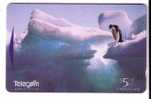 PENGUIN ( New Zealand )*** Pingouin - Manchot - Pinguin - Pingüino - Pinguino - Penguins - Pingouins - Polar - Polaire * - Pingueinos