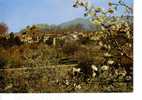 CERET  Et Ses Cerisiers En Fleurs Au Fond La Chaine Des ALBERES - Ceret