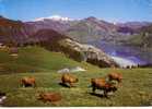 Troupeau De  VACHES   -  ARECHES  -   Barrage De Roselend, Au Fond Le Mont Blanc   -  N° P 9867 - Rhône-Alpes