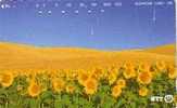 JAPON CHAMPS DE TOURNESOLS  SUPERBE - Blumen