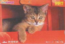 Carte Japon - ANIMAL - CHAT Roux Sortant D'une Caisse - CAT Card - KATZE KAT GATO Japan Lagare Card - 27 - Chats