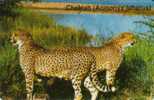 NAMIBIA  $10  CHEETAH  CAT  ANIMAL  ANIMALS  NMB-09  CHIP 31   READ DESCRIPTION !! - Namibie