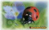 LADYBIRD (Croatia) Coccinelle - Lady-bird - Coccinelles - Bug – Insect - Insecte - Child - Enfant - Childrens - 100.unit - Croazia