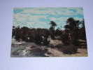 (342) - 1 - Carte Postale Sur Colomb Bechar Saoura La Palmeraie - Bechar (Colomb Béchar)