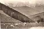 Les Pyrénées- 65- Troupeau De Moutons Au Col D´ Aspin - Castelnau Magnoac