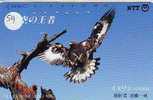 EAGLE - AIGLE - Adler - Arend - Águila -  Bird (59) - Arenden & Roofvogels