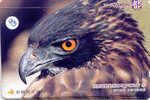 EAGLE - AIGLE - Adler - Arend - Águila -  Bird (93) - Aigles & Rapaces Diurnes