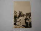 ABECHE. Un Dromadaire.c.p.photo 14x9 - Tchad