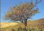 ARBRE FLEURI / TREE - Bomen