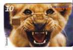 LION ( Switzerland ) - Fauna – Animaux – Faune – Loewe – Lion – Leon – Leone – Lions - ZOO Zurich ( Suisse ) - Katten