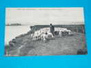 27) Pont De L'arche - Vue Général - Mouton Au Bord De La Seine - Année  - Etdit - Pont-de-l'Arche