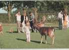 PARC D'ATTRACTIONS LA GALOPERIE - ANOR  - Les Animaux En Liberté - Marcq En Baroeul