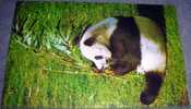 Animals,Panda,Giant,Hsing   Hsing,Bear,ZOO,Washington   DC,postcard - Bären