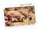 Cpm Cochon Corse Pig - Varkens