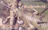 Télécarte Japon / 110-011 - ANIMAL CROCODILE - Japan Phonecard - KROKODIL Telefonkarte - 04 4 - Krokodile Und Alligatoren