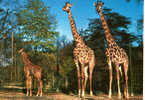 CARTE POSTALE DE GIRAFFES AU ZOO DE BASEL EN SUISSE - Jirafas