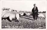 Bethlehem - Shepherds' Field - Palestine