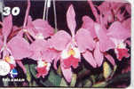 Télécarte ORCHID (36) Orchidée Orquídea Orchidee Brasil - Flores