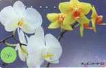 Télécarte ORCHID (130) Orchidée Orquídea Orchidee Japon Japan Phonecard - Fleurs