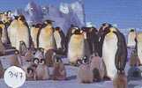 Oiseau PENGUIN Pinguin MANCHOT PINGOUIN Bird (347) - Pinguins