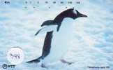 Oiseau PENGUIN Pinguin MANCHOT PINGOUIN Bird (348) - Pingueinos