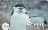 Oiseau PENGUIN Pinguin MANCHOT PINGOUIN Bird (349) - Pinguins
