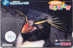 Oiseau PENGUIN Pinguin MANCHOT PINGOUIN Bird (231) - Pinguine