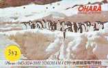 Oiseau PENGUIN Pinguin MANCHOT PINGOUIN Bird (337) - Pinguïns & Vetganzen
