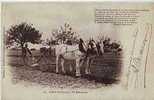 29 . Scenes Normandes - Le Labourage - Chevaux Attelage - Equipos