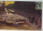 Moutons Au Lavage De La Laine - Viehzucht