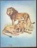 Lion - Lion´s Family (Panthera Leo Linnaeus) - Lions