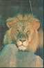 Lion - A Male Lion (Panthera Leo Linnaeus) - B - Leoni